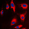 Tumor Protein, Translationally-Controlled 1 antibody, LS-C352960, Lifespan Biosciences, Immunofluorescence image 