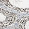 Ephrin B2 antibody, HPA006057, Atlas Antibodies, Immunohistochemistry frozen image 