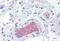 Complement factor I antibody, MBS245037, MyBioSource, Immunohistochemistry frozen image 