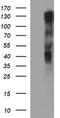 Rap Guanine Nucleotide Exchange Factor 1 antibody, TA506821BM, Origene, Western Blot image 