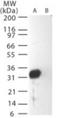 SARS membrane protein antibody, NB100-56569, Novus Biologicals, Western Blot image 