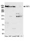 FAT Atypical Cadherin 1 antibody, A304-403A, Bethyl Labs, Western Blot image 