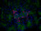 Homeobox protein Nkx-2.2 antibody, 13013-1-AP, Proteintech Group, Immunofluorescence image 