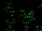 Mortality factor 4-like protein 1 antibody, orb247783, Biorbyt, Immunofluorescence image 