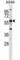 G Protein-Coupled Receptor 153 antibody, abx028882, Abbexa, Western Blot image 