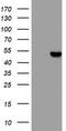 Casein Kinase 1 Gamma 2 antibody, LS-C336688, Lifespan Biosciences, Western Blot image 