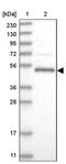 AFG1 Like ATPase antibody, PA5-56369, Invitrogen Antibodies, Western Blot image 