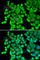 Elongation factor 1-delta antibody, A2509, ABclonal Technology, Immunofluorescence image 