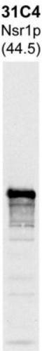 Nuclear localization sequence-binding protein antibody, NBP1-05389, Novus Biologicals, Western Blot image 