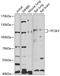 Proprotein Convertase Subtilisin/Kexin Type 5 antibody, 19-671, ProSci, Western Blot image 