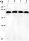 Forkhead Box L1 antibody, orb107512, Biorbyt, Western Blot image 