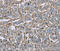 CD32 antibody, MBS2518098, MyBioSource, Immunohistochemistry frozen image 