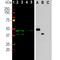 Aurora Kinase B antibody, M00246-3, Boster Biological Technology, Western Blot image 