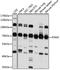 Phosphoglucomutase 2 antibody, A15467, ABclonal Technology, Western Blot image 