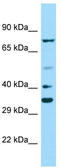 Paired Box 2 antibody, TA329223, Origene, Western Blot image 