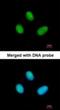 RNA Polymerase II Subunit B antibody, NBP2-53092, Novus Biologicals, Immunocytochemistry image 