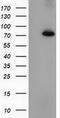 Peptidylprolyl Isomerase Domain And WD Repeat Containing 1 antibody, CF502076, Origene, Western Blot image 