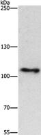 Cullin-4B antibody, PA5-50647, Invitrogen Antibodies, Western Blot image 