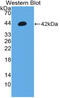 Hypocretin-1 antibody, MBS2026540, MyBioSource, Western Blot image 