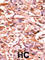 Cell Division Cycle 25B antibody, abx031844, Abbexa, Western Blot image 