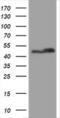 Plasminogen activator inhibitor 1 RNA-binding protein antibody, MA5-26480, Invitrogen Antibodies, Western Blot image 