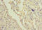 Family With Sequence Similarity 124 Member B antibody, CSB-PA880982LA01HU, Cusabio, Immunohistochemistry frozen image 