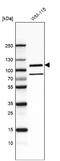 Integrin beta-8 antibody, NBP2-76480, Novus Biologicals, Western Blot image 