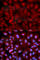 Synuclein Gamma antibody, A2524, ABclonal Technology, Immunofluorescence image 
