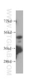 Histone Deacetylase 3 antibody, 16164-1-AP, Proteintech Group, Western Blot image 