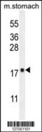 Dynein Light Chain Roadblock-Type 2 antibody, 55-110, ProSci, Western Blot image 