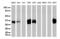 Keratin 18 antibody, UM500045, Origene, Western Blot image 