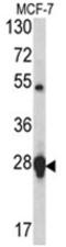 HSPB1 antibody, AP17488PU-N, Origene, Western Blot image 