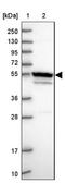 DExH-Box Helicase 34 antibody, NBP1-91832, Novus Biologicals, Western Blot image 