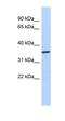 Pituitary homeobox 3 antibody, orb329701, Biorbyt, Western Blot image 