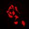 Cullin 4A antibody, orb378018, Biorbyt, Immunofluorescence image 