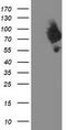 Dipeptidyl Peptidase 3 antibody, TA503285S, Origene, Western Blot image 