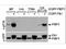 PBIP1 antibody, NBP1-77938, Novus Biologicals, Western Blot image 