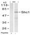 ShcA antibody, AP02794PU-S, Origene, Western Blot image 