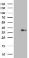 Galectin 9 antibody, CF805615, Origene, Western Blot image 