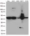 Keratin 18 antibody, TA806998S, Origene, Western Blot image 
