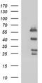 SMAD Family Member 1 antibody, NBP2-45869, Novus Biologicals, Western Blot image 