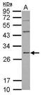 Protein NipSnap homolog 2 antibody, GTX123964, GeneTex, Western Blot image 