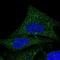 Coenzyme Q9 antibody, NBP1-88450, Novus Biologicals, Immunocytochemistry image 