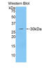 Multimerin 1 antibody, LS-C295458, Lifespan Biosciences, Western Blot image 