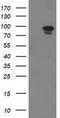 STAT5A antibody, TA502740, Origene, Western Blot image 