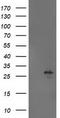 Adenylate kinase isoenzyme 4, mitochondrial antibody, TA502945S, Origene, Western Blot image 