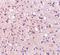 Neuronal PAS Domain Protein 3 antibody, NBP1-76786, Novus Biologicals, Immunohistochemistry paraffin image 