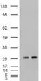NOG antibody, TA500116, Origene, Western Blot image 