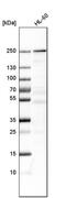 Structural Maintenance Of Chromosomes Flexible Hinge Domain Containing 1 antibody, PA5-58788, Invitrogen Antibodies, Western Blot image 