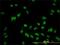 Hes Related Family BHLH Transcription Factor With YRPW Motif Like antibody, H00026508-M07, Novus Biologicals, Immunofluorescence image 